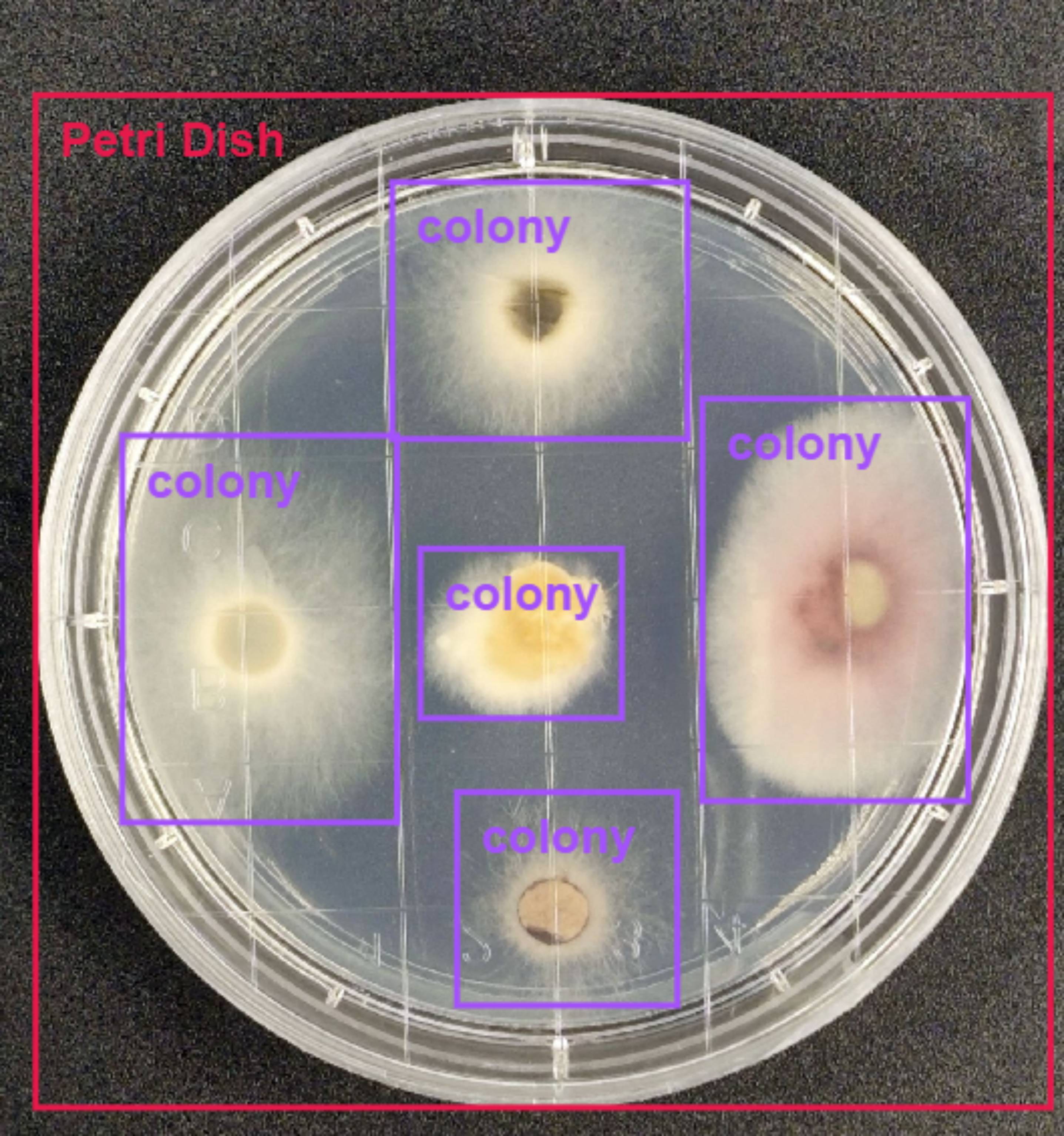 图4 真菌菌落测试效果.jpeg