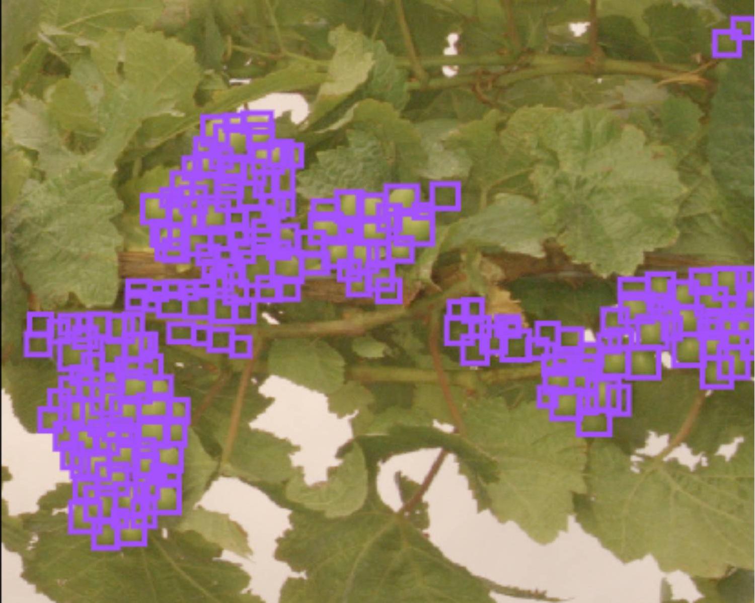 图17 葡萄检测效果.jpeg