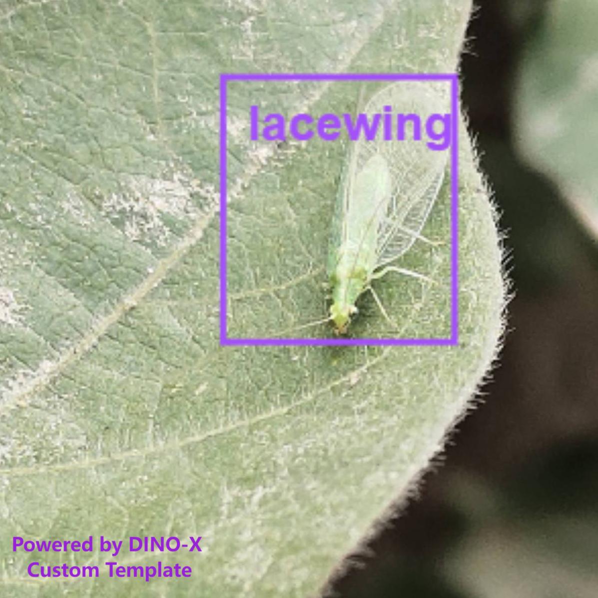 图2 识别 lacewing.jpeg