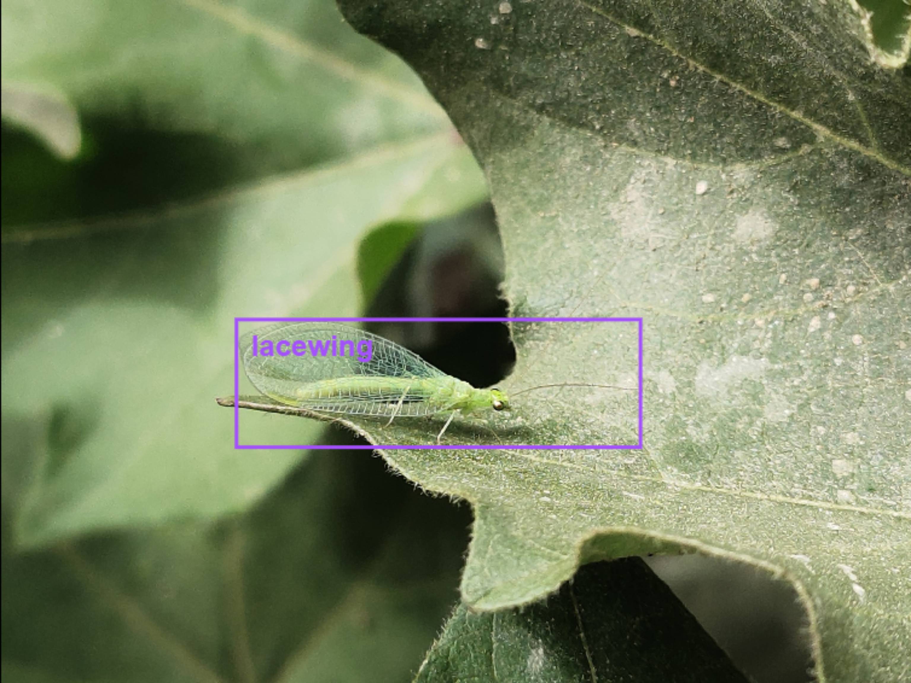 图5 草青灵检测.jpeg